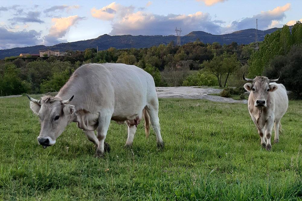 La Parada d'Olvan (Explotació Agroramadera SCP)